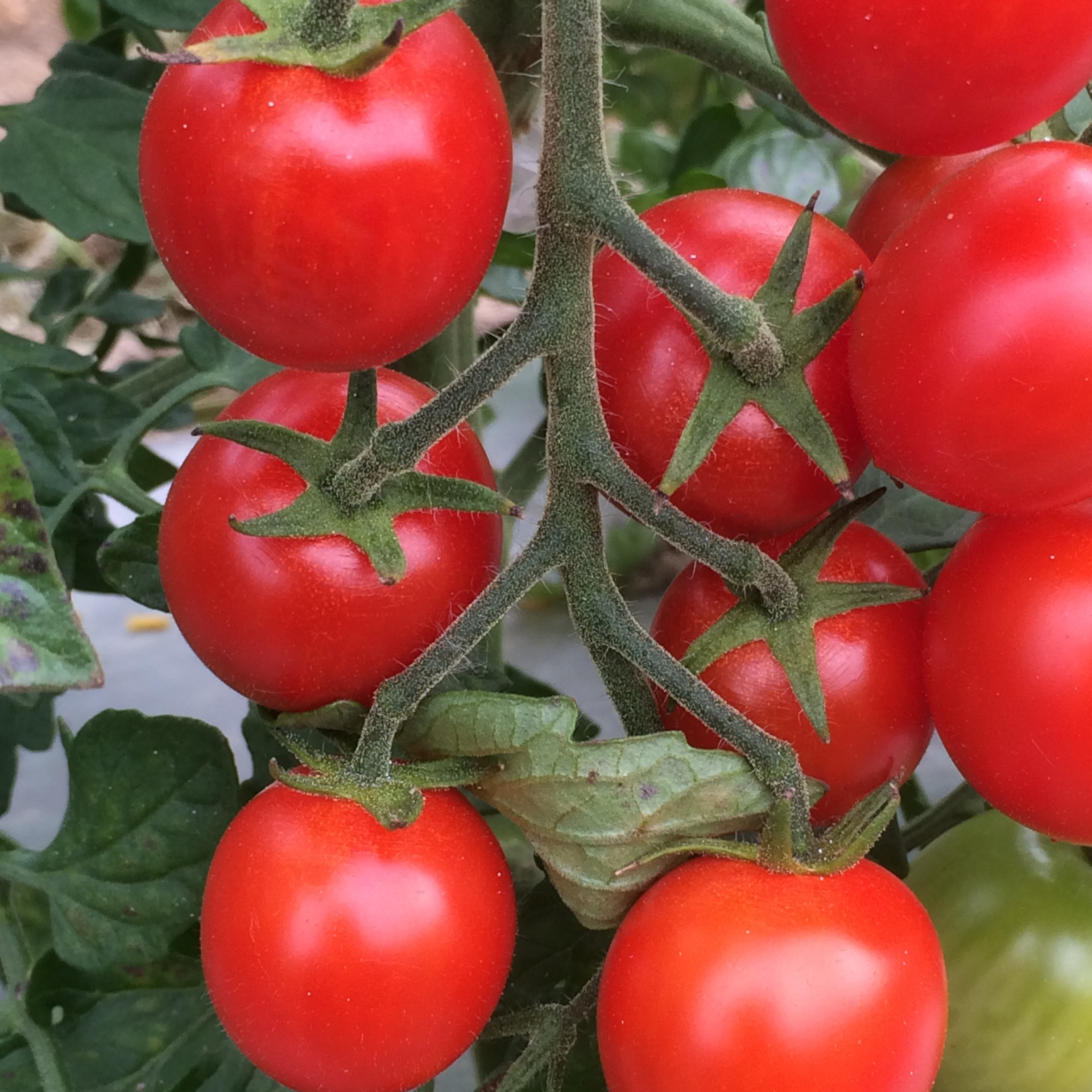 Mt.ピッシリ森の国のトマト