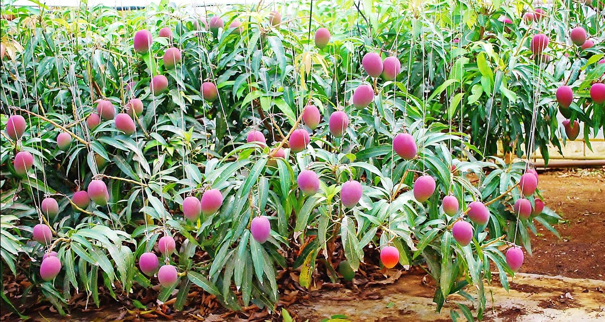 有機栽培アップルマンゴー