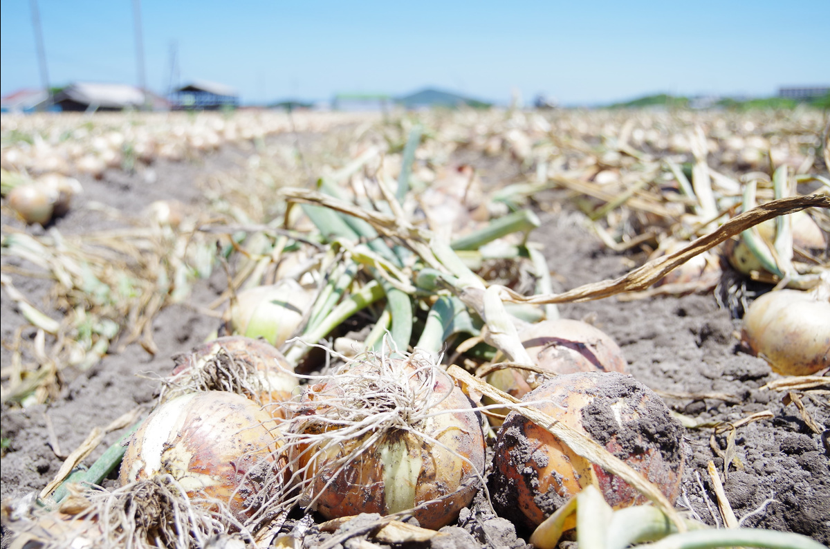 淡路島産玉ねぎ