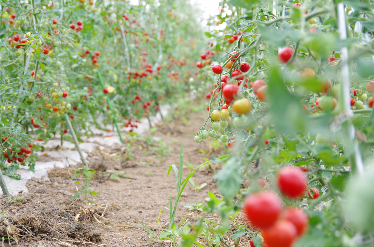 Mt.ピッシリ森の国　ミニトマト