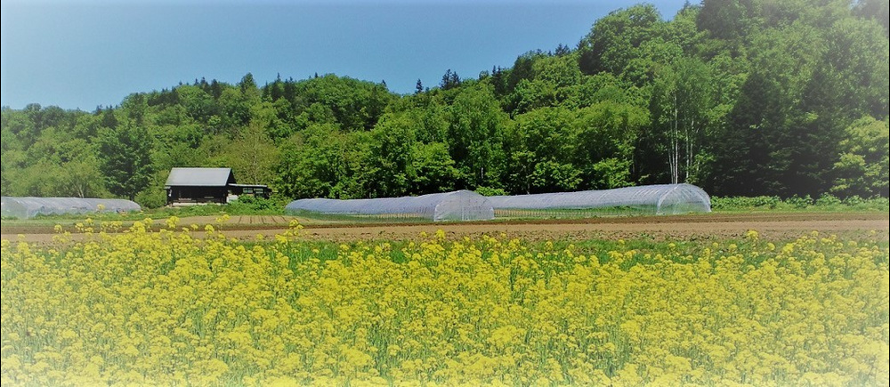 Mt.ピッシリ森の国　春