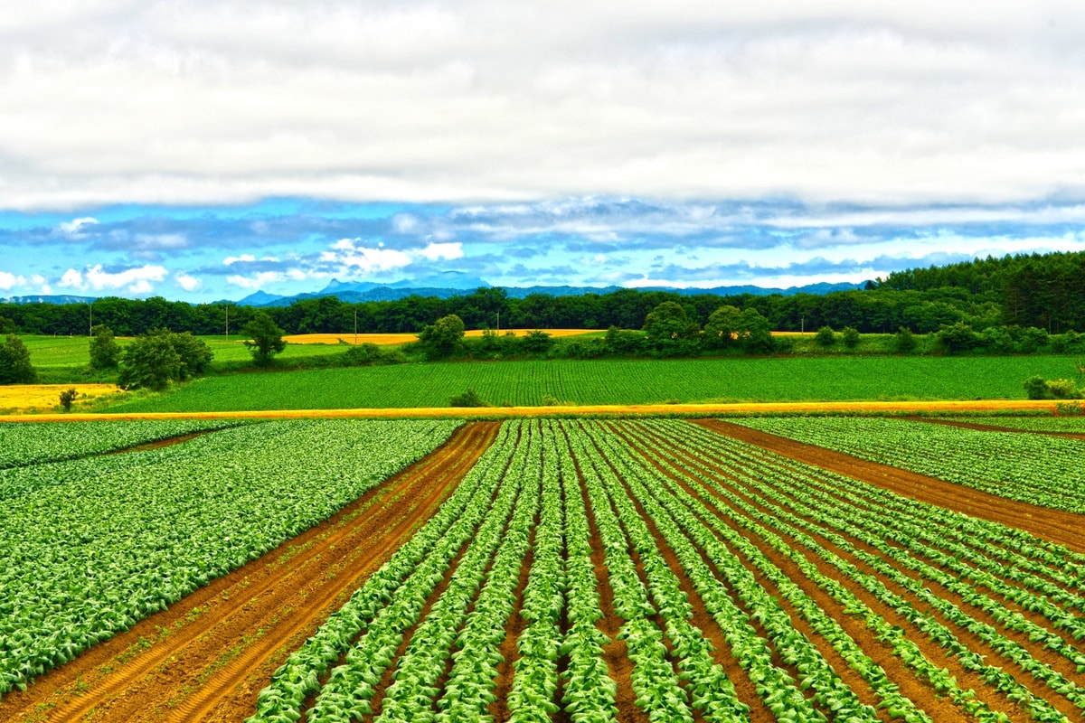 生産者の想いも食卓に