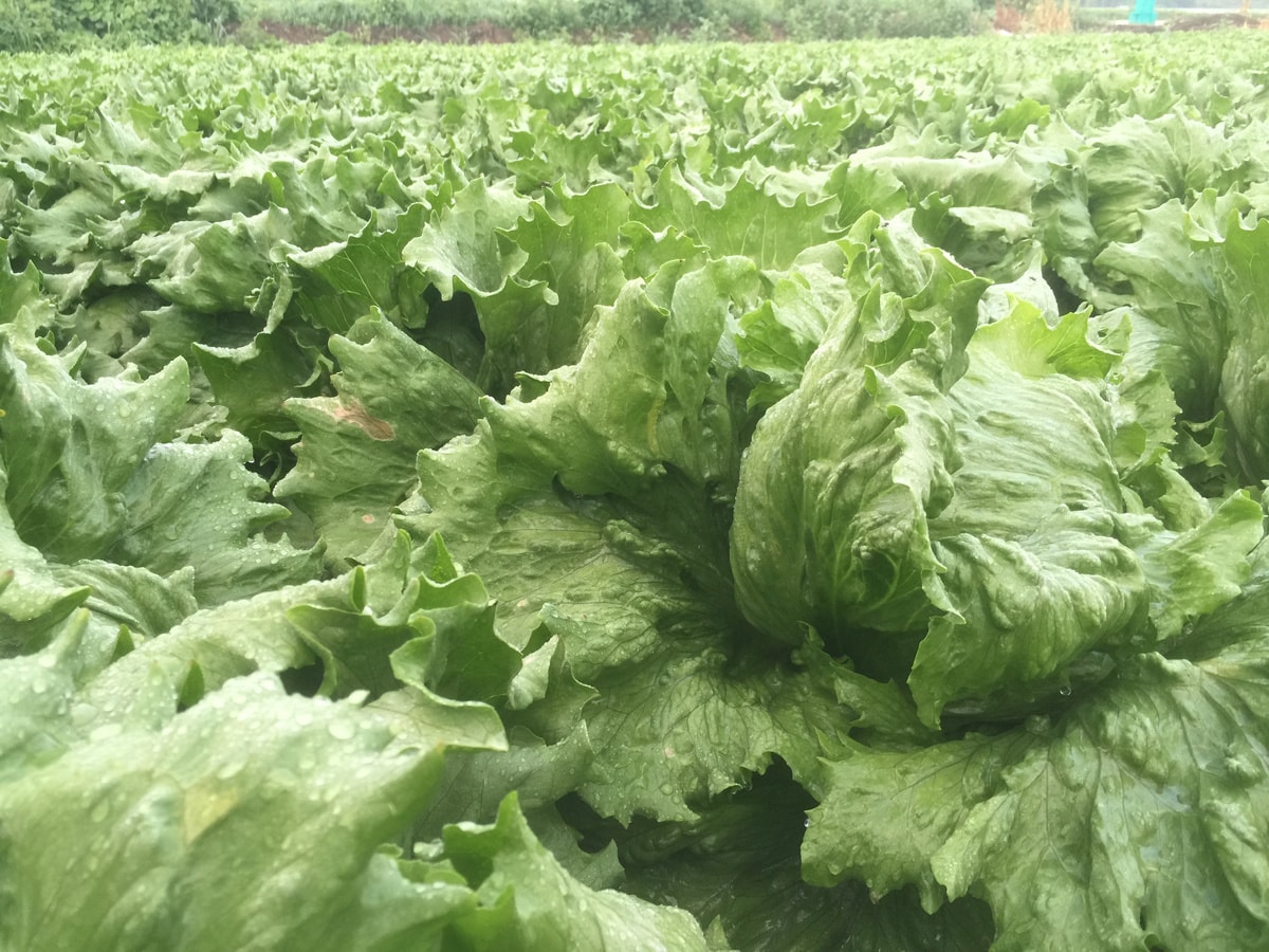長野県産レタス