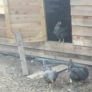 木造で広々スペースの鶏舎
