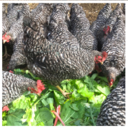 高原野菜を食べる鶏