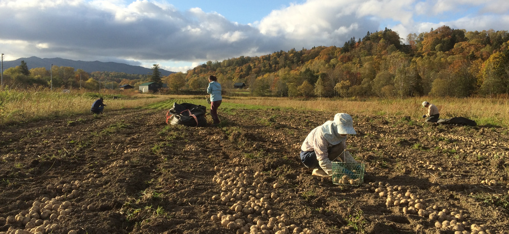 Mt.ピッシリ森の国　じゃが芋の収穫