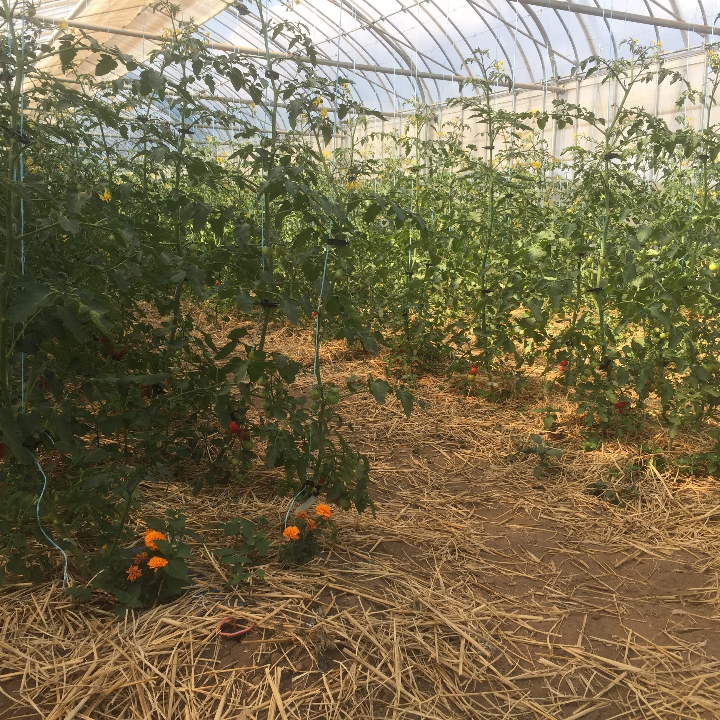 さくらトマトの畑