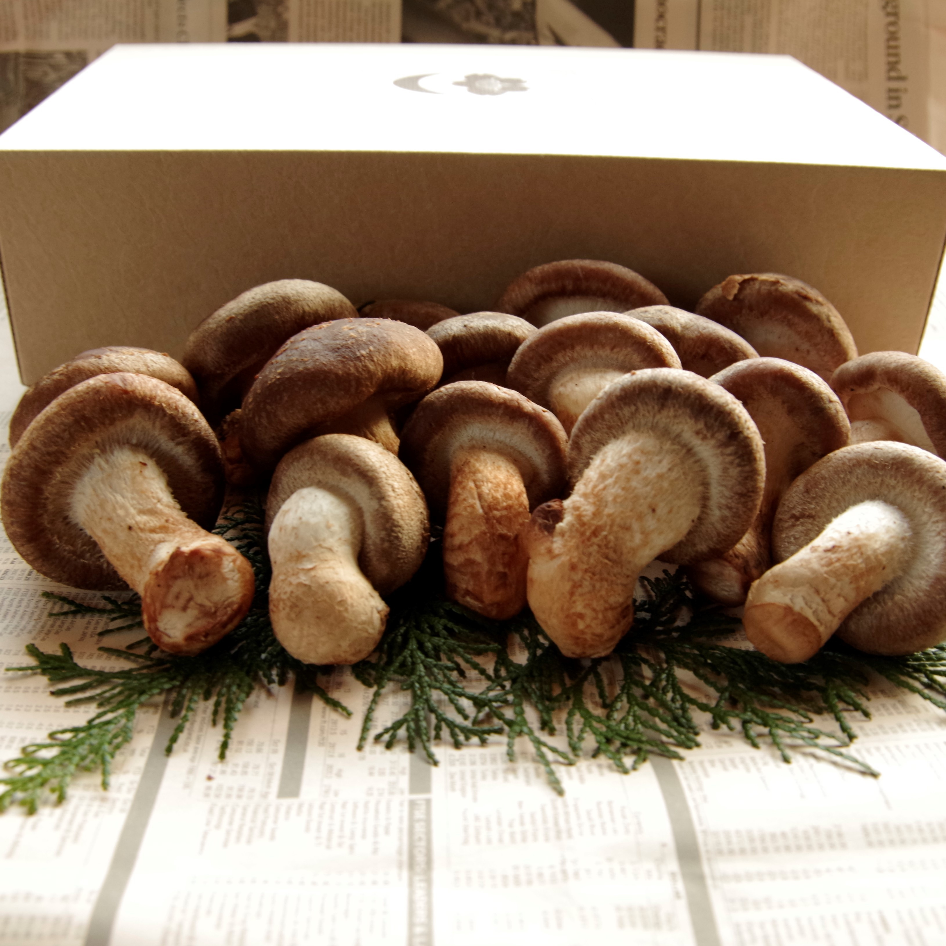 白州ファームの生椎茸