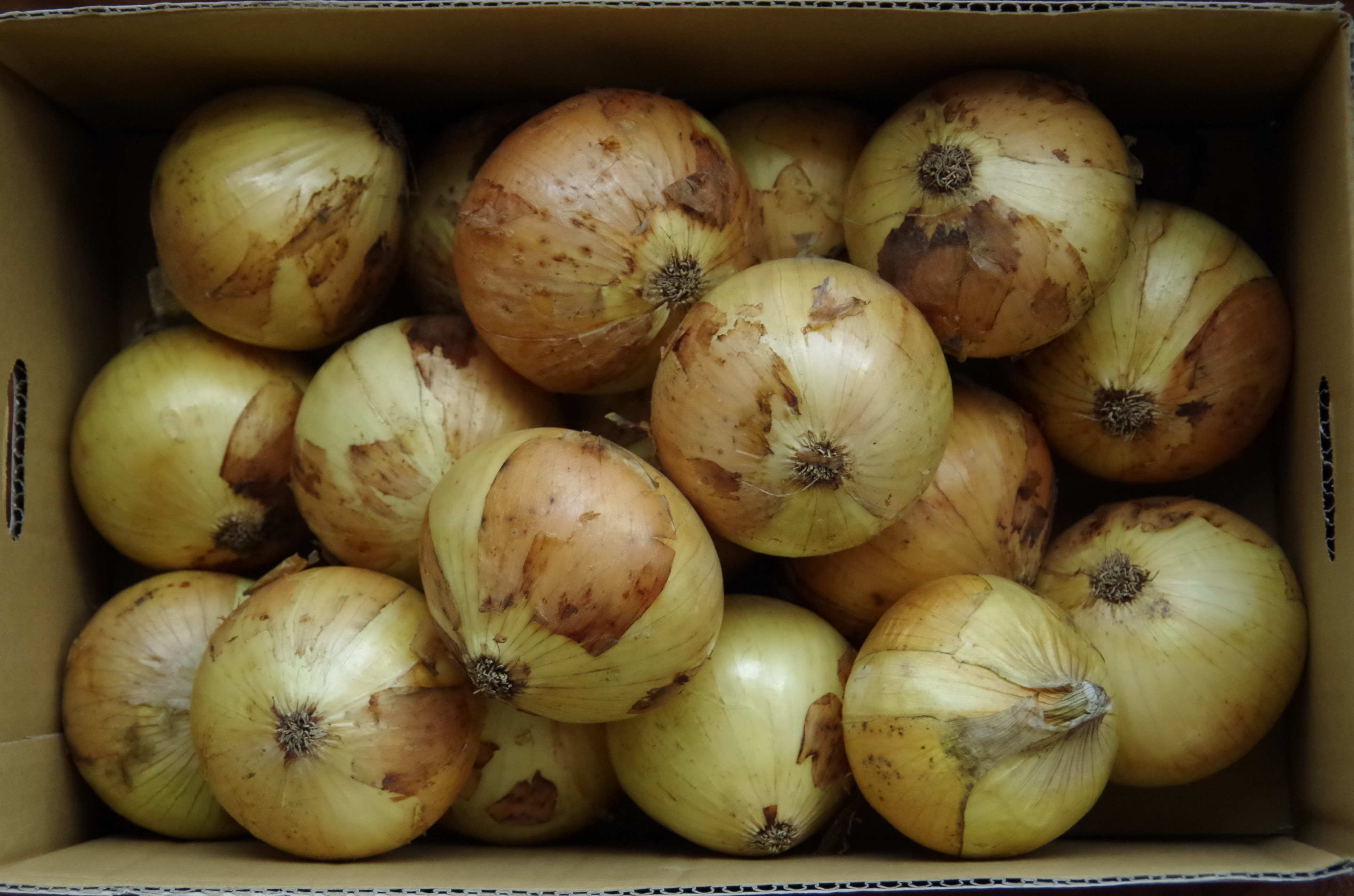 淡路産玉ねぎ　５kg箱